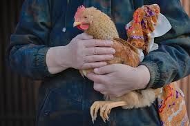 Хмільник кури несушки! Доставка безкоштовна