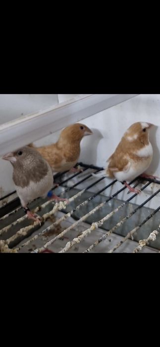 Bengalins de exposição a partir de 7:50 cada dependendo da mutação