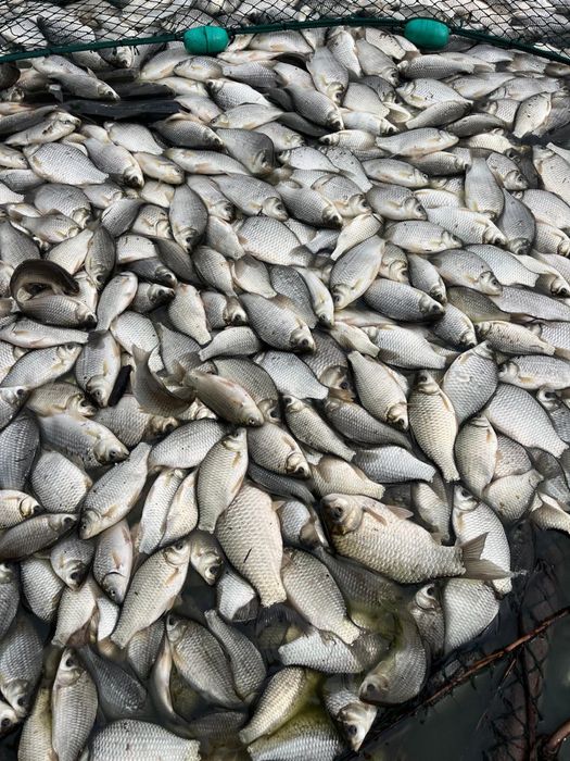 Karaś srebrzysty japoniec