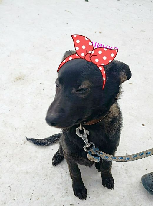 Цуцики хлопчік дівчинка Черкаси