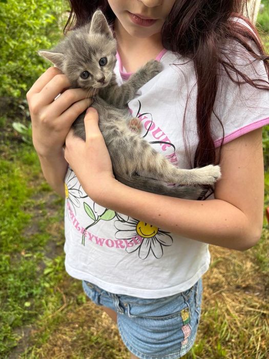 Віддам кошеня  в добрі руки. По Черкасам привезу додому.