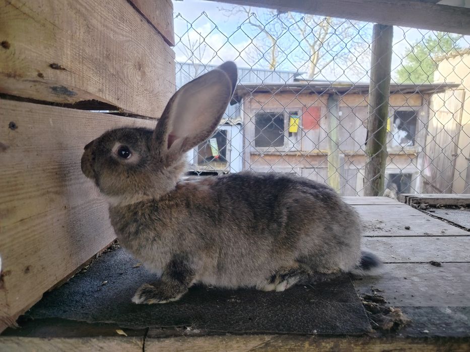 Młode króliki samice i samce