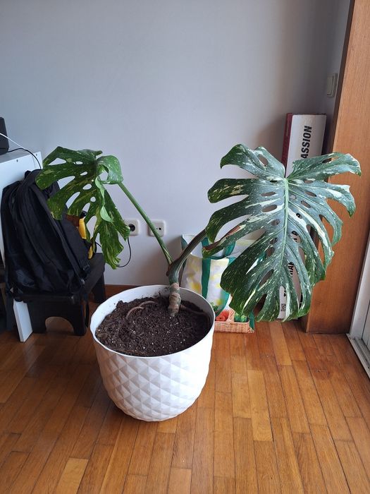 Monstera variegata