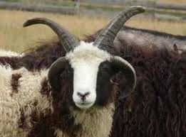 Owca Czteroroga Wieloroga Świętego Jakuba Baranek dla dzieci mini zoo