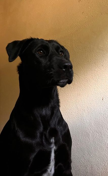 2 manas de 11 meses e uma mãe jovem