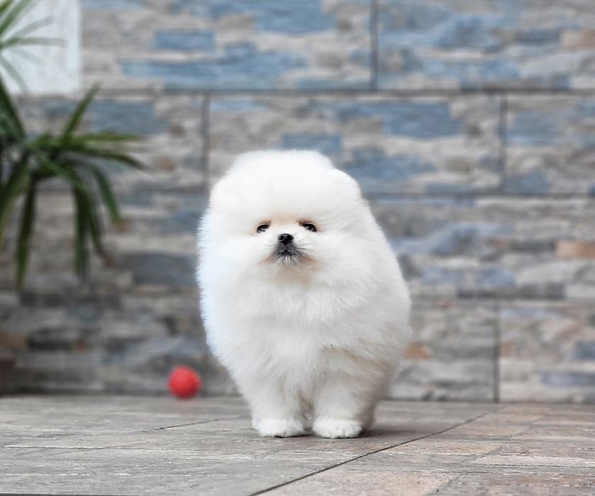 Померанский шпиц,  девочка FCI