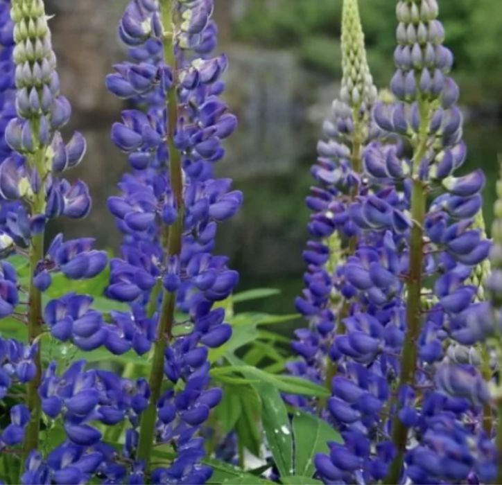 Kwiaty łubin do ogrodu donic karpy