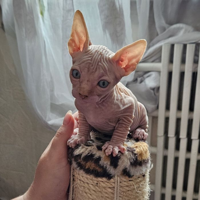 Котята Канадского Сфинкса