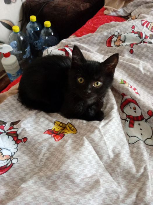 Милые котята бесплатно. кот. кошка. котенок даром