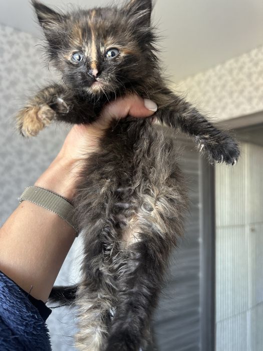 Кошенята віддам безкоштовно