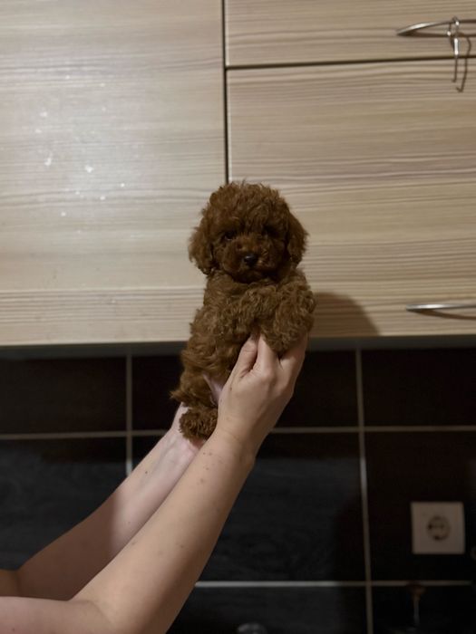 Мальчик той пудель ред браун