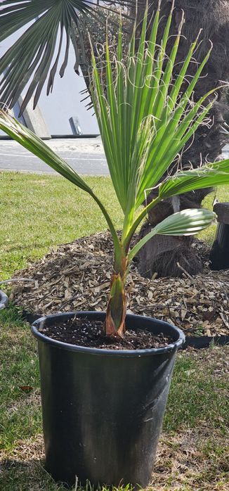 Washingtonia Robusta