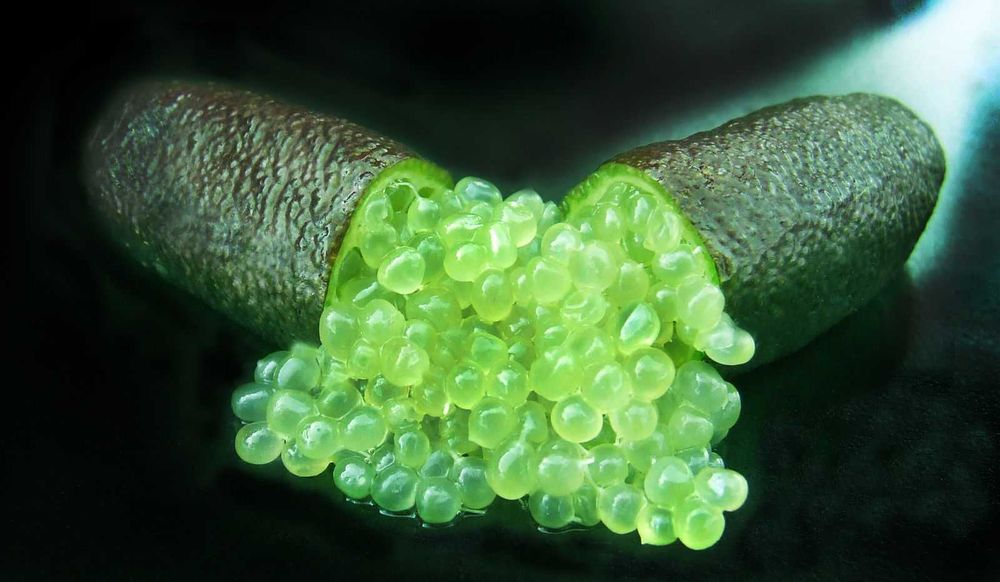 Fruta Limão Caviar Zero Pesticidas - Preço Direto Produtor