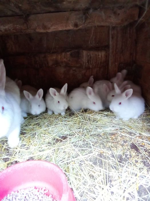 Кролі ,білий панон ,строкачі'',також м'ясо 250  грн 'кг