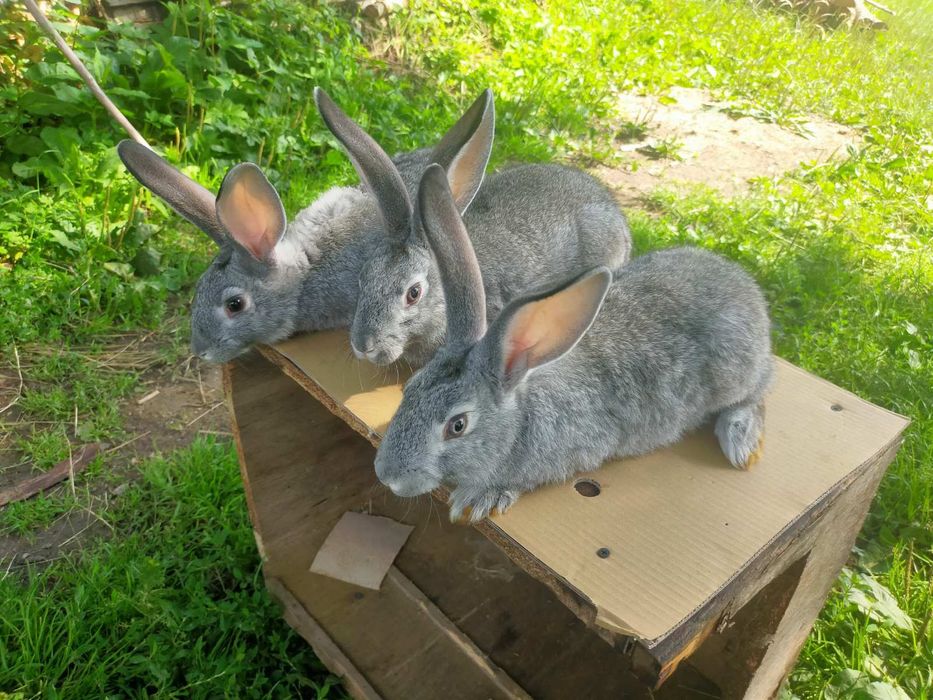 Кролі породи Шиншила. Німецький строкатий велетень.