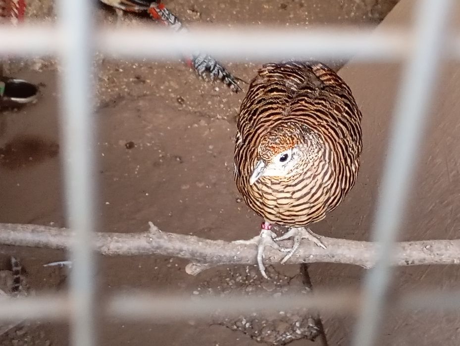 Casais Faisões 2025