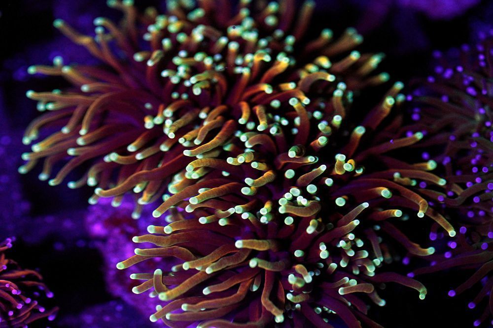 Euphyllia Dragon Soul Głowa Zdrowy FLUOLAMPS.PL WYSYŁKI