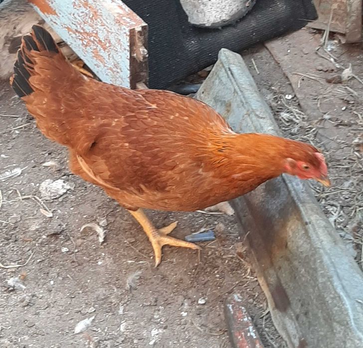 Продам курец мясо-яйчние.ДОМАШНИЕ