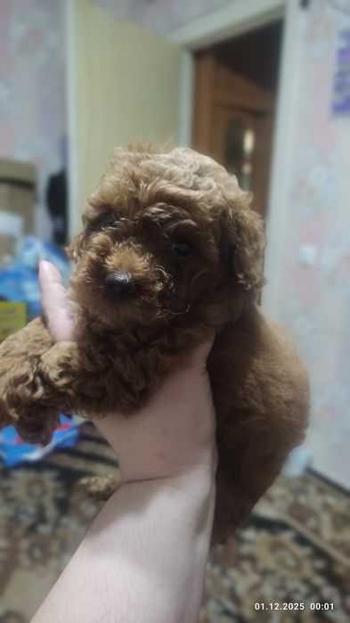 Мальтіпу дівчата та хлопці