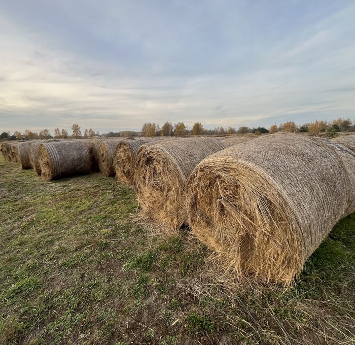 Siano w balotach 120 cm x 125 cm