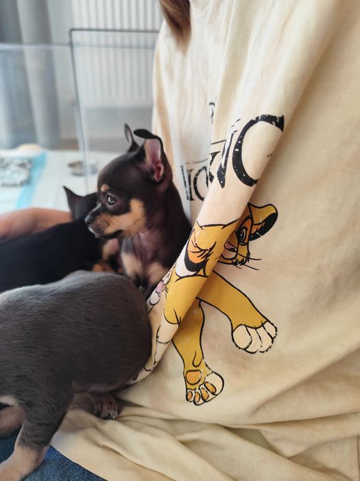 Chihuahua dziewczynka