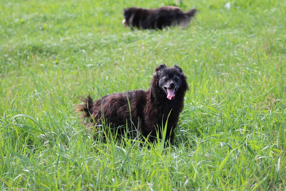 Mapety 2 półdzikie psiaki PEJA  BOBI adopcja schronisko