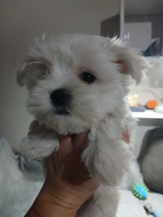 maltańczyk piękne pieski, suczka i piesek xs rodowód krótka kufa!