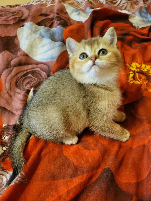 Гарна дівчинка золота шиншилла.