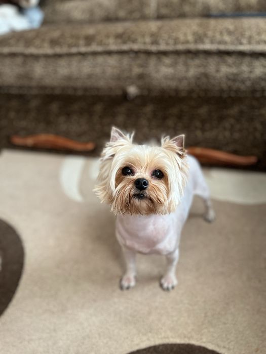 Доросла дівчинка йорка