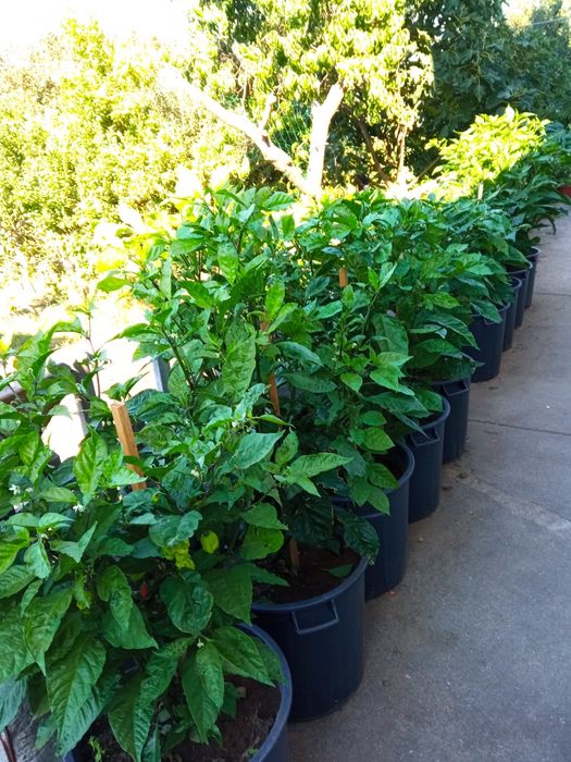 Malaguetas originais Carolina reaper , a mais picante do mundo