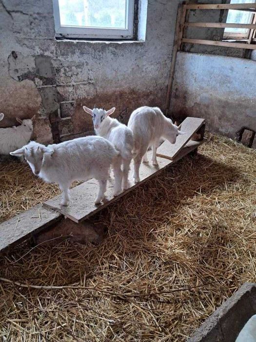 Sprzedam młode koziolki