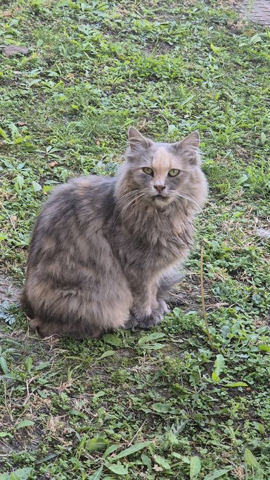 Кішечка, Безкоштовно