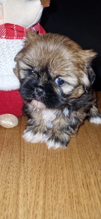 Malutki piesek shitzu