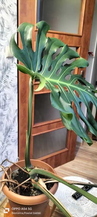 Sprzedam monstere dużą