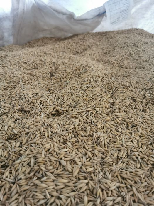 Owies, nie żyto pszenica