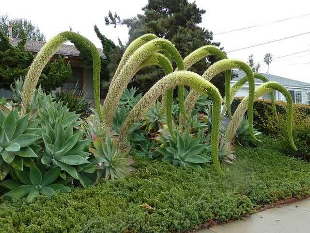 Planta de jardim - Agave -