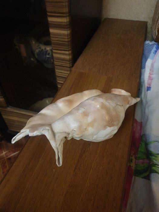 Продам ракушку большую.