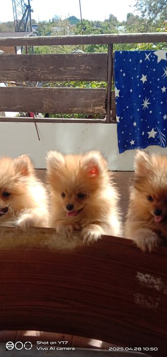 Дівчатка,Померанський шпіц