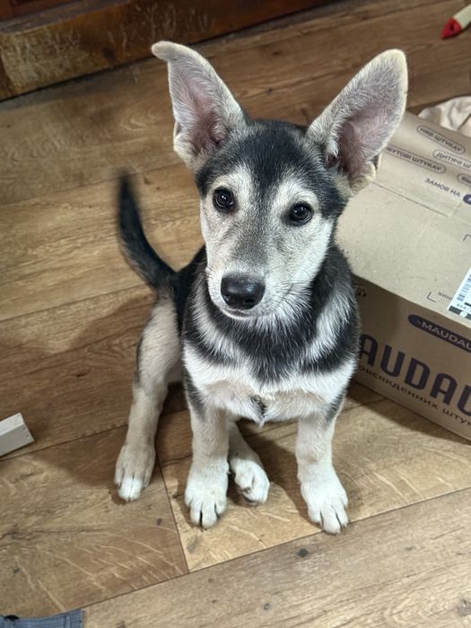 Цуценя шукає дім