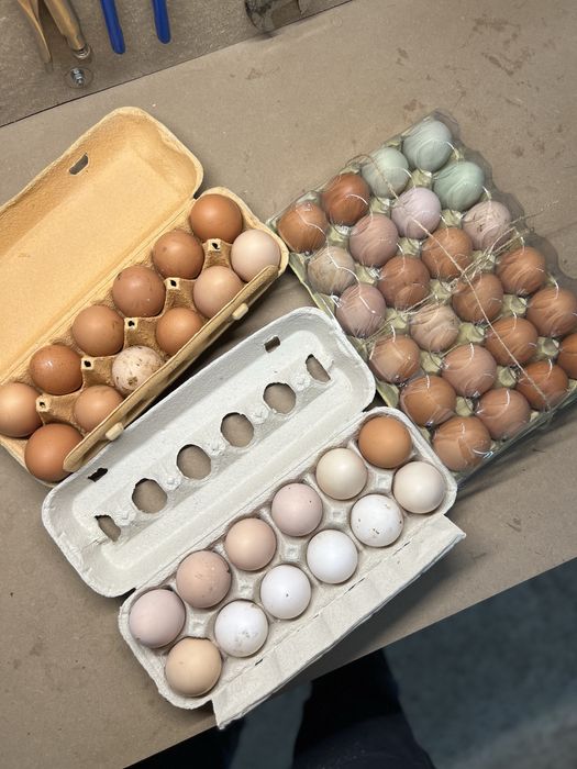 Ovos caseiros Biologicos