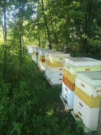 Бджоломатки 2026