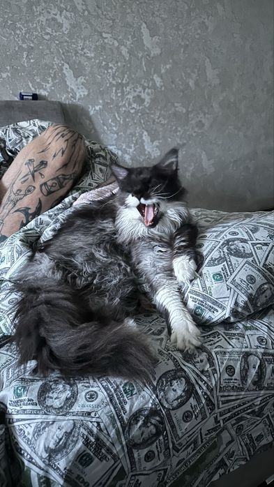 Розкішна дівчинка Мейн-кун з офіційного розплідника Lilit Pride Tigers