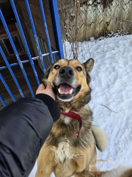 Ostin bezproblemowy piesek