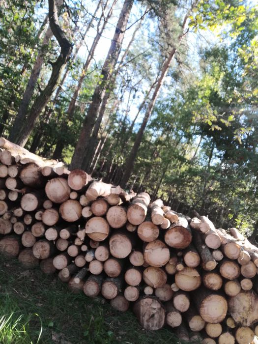 Drewno sosnowe na opał