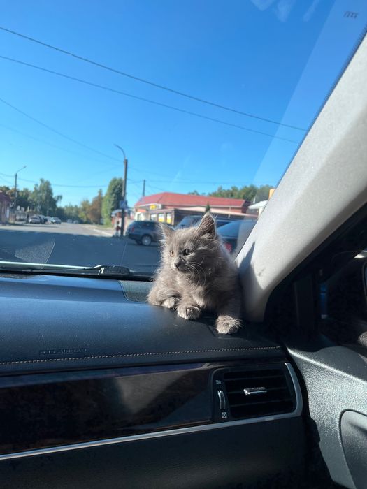 Віддамо котика у добрі руки
