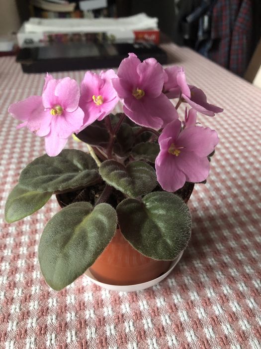 Fiołek afrykański różowy