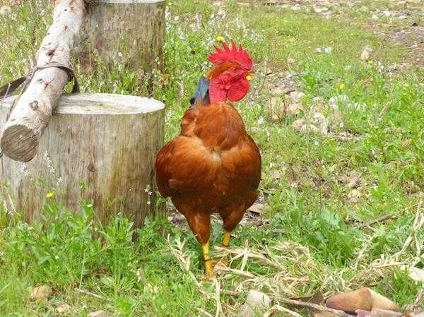 Vendo Galos Adultos Caseiros (Criação no Campo)