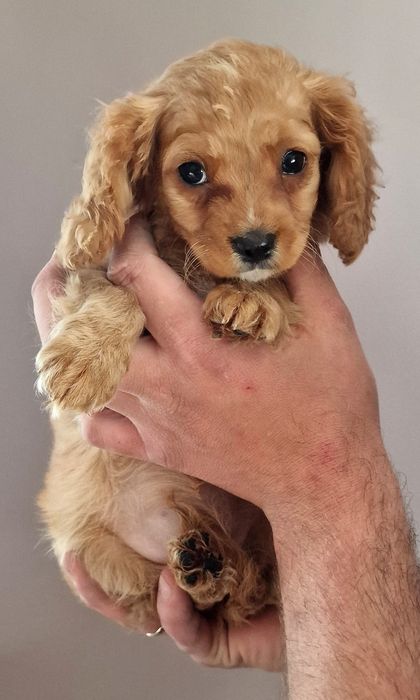 Słodka sunia cavapoo