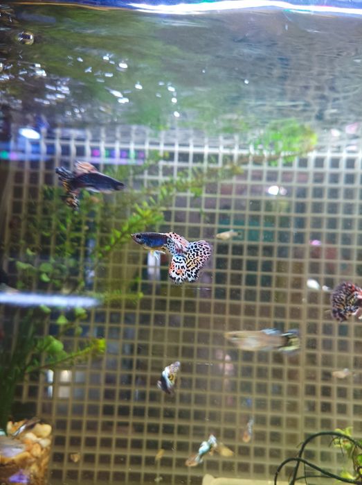 Guppys Metal Leopardo BDS  HM