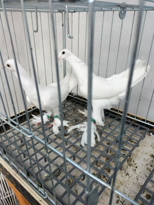 Gołebie ozdobne bociany wudyn cziliki